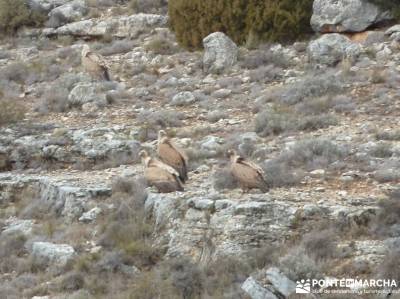 Hoces y cañones del Río Piedra y del Río Gallo -- Laguna Gallocanta - Fotografía naturaleza;send